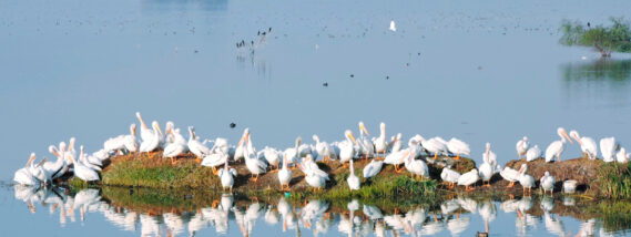 LA RECUPERACIÓN DE LA LAGUNA DE ZUMPANGO Y SU BIODIVERSIDAD RETOS Y OPORTUNIDADES