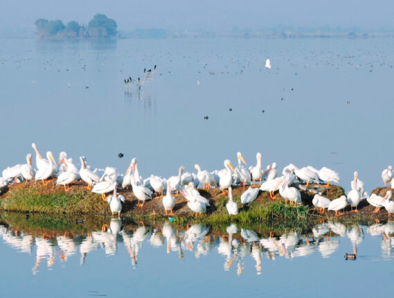 LA RECUPERACIÓN DE LA LAGUNA DE ZUMPANGO Y SU BIODIVERSIDAD RETOS Y OPORTUNIDADES