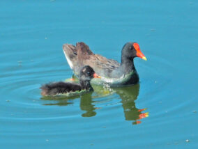 LA RECUPERACIÓN DE LA LAGUNA DE ZUMPANGO Y SU BIODIVERSIDAD RETOS Y OPORTUNIDADES PARTE 2