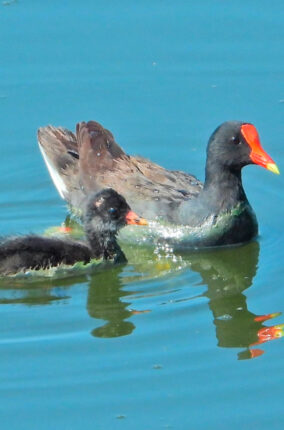 LA RECUPERACIÓN DE LA LAGUNA DE ZUMPANGO Y SU BIODIVERSIDAD RETOS Y OPORTUNIDADES PARTE 2