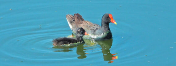 LA RECUPERACIÓN DE LA LAGUNA DE ZUMPANGO Y SU BIODIVERSIDAD RETOS Y OPORTUNIDADES PARTE 2