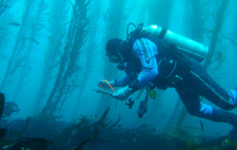 BUCEO CIENTIFICO PARTE 2