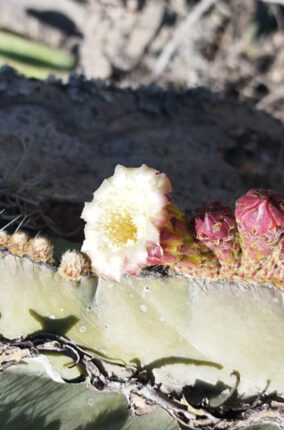 LA QUÍMICA DE LAS CACTÁCEAS, RIQUEZA Y POTENCIAL USO