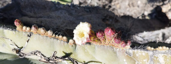 LA QUÍMICA DE LAS CACTÁCEAS, RIQUEZA Y POTENCIAL USO