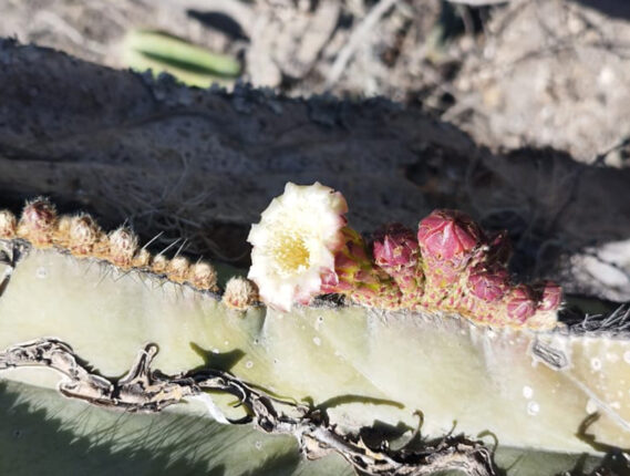 LA QUÍMICA DE LAS CACTÁCEAS, RIQUEZA Y POTENCIAL USO