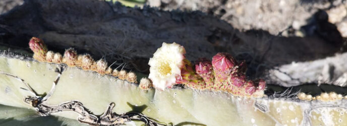 LA QUÍMICA DE LAS CACTÁCEAS, RIQUEZA Y POTENCIAL USO
