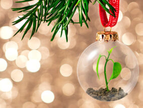 UNA NAVIDAD MÁS SUSTENTABLE