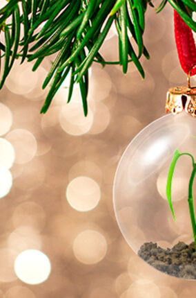 UNA NAVIDAD MÁS SUSTENTABLE