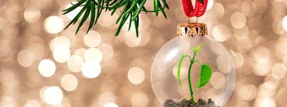 UNA NAVIDAD MÁS SUSTENTABLE