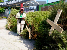 RECICLAJE DE ÁRBOLES DE NAVIDAD