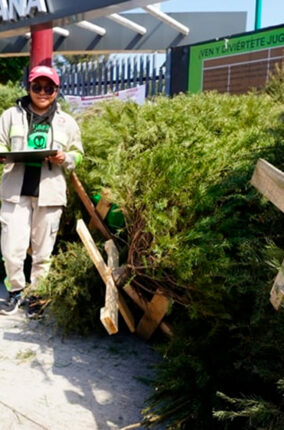 RECICLAJE DE ÁRBOLES DE NAVIDAD