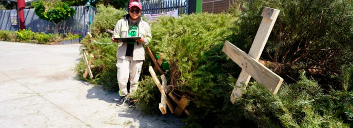 RECICLAJE DE ÁRBOLES DE NAVIDAD