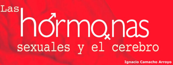 LAS HORMONAS SEXUALES Y EL CEREBRO