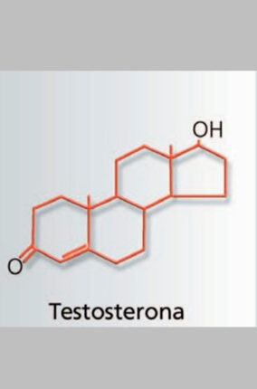 LAS HORMONAS SEXUALES Y EL CEREBRO PARTE 2