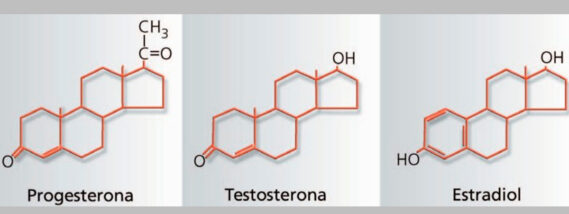 LAS HORMONAS SEXUALES Y EL CEREBRO PARTE 2