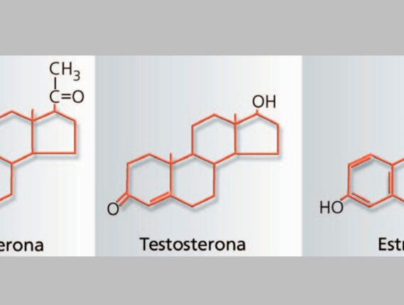 LAS HORMONAS SEXUALES Y EL CEREBRO PARTE 2