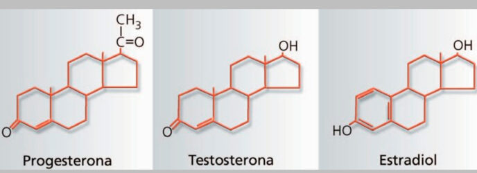 LAS HORMONAS SEXUALES Y EL CEREBRO PARTE 2