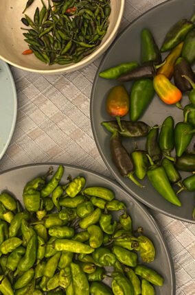 LOS CHILES DEL MÉXICO DIVERSO, MULTIÉTNICO Y PLURILINGÜÍSTICO PARTE 2