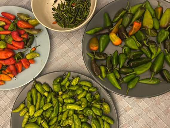 LOS CHILES DEL MÉXICO DIVERSO, MULTIÉTNICO Y PLURILINGÜÍSTICO PARTE 2