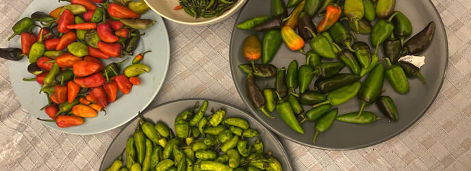 LOS CHILES DEL MÉXICO DIVERSO, MULTIÉTNICO Y PLURILINGÜÍSTICO PARTE 2