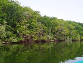 LOS MANGLARES, ALIADOS CONTRA LA RESISTENCIA BACTERIANA