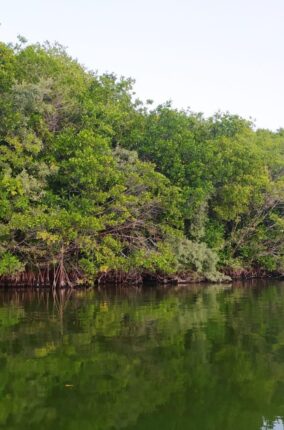 LOS MANGLARES, ALIADOS CONTRA LA RESISTENCIA BACTERIANA