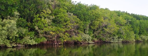 LOS MANGLARES, ALIADOS CONTRA LA RESISTENCIA BACTERIANA