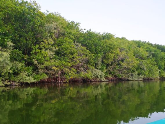 LOS MANGLARES, ALIADOS CONTRA LA RESISTENCIA BACTERIANA