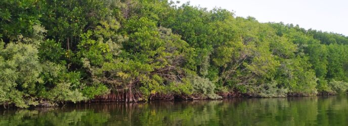 LOS MANGLARES, ALIADOS CONTRA LA RESISTENCIA BACTERIANA