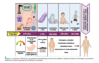 PROGRAMACIÓN FETAL PARTE 2