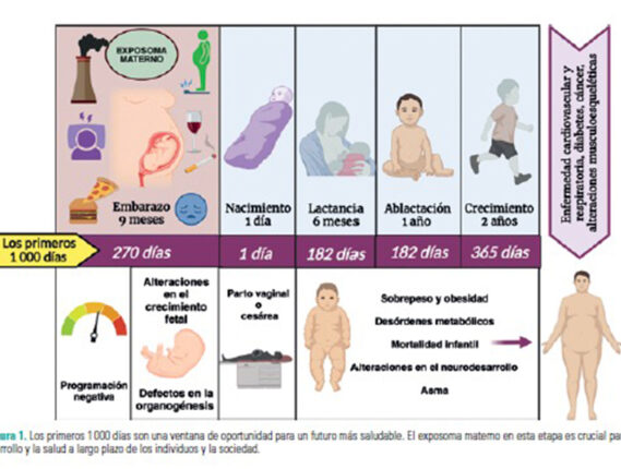 PROGRAMACIÓN FETAL PARTE 2