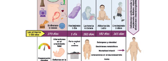 PROGRAMACIÓN FETAL PARTE 2