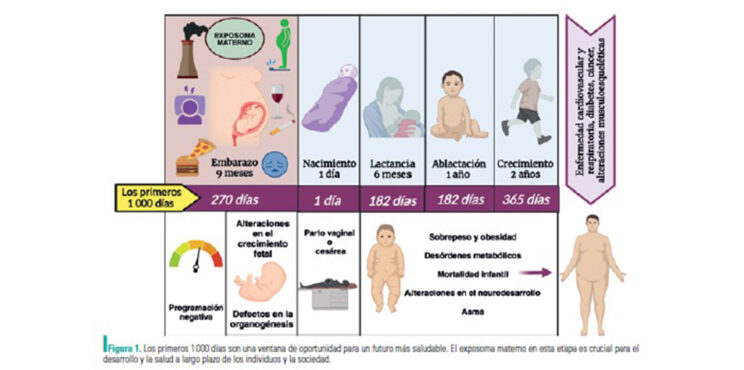 PROGRAMACIÓN FETAL PARTE 2 PROGRAMACIÓN FETAL PARTE 2