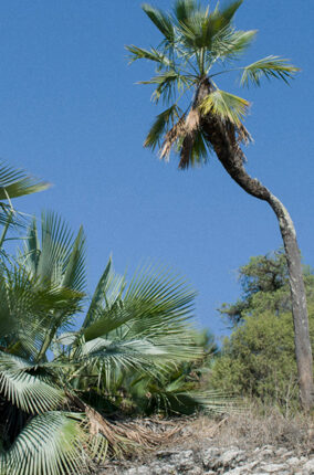 LA PALMA SOYATE, TEJIDO Y TRADICIÓN DE MÉXICO