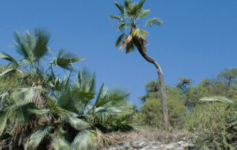 LA PALMA SOYATE, TEJIDO Y TRADICIÓN DE MÉXICO