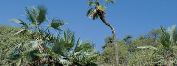 LA PALMA SOYATE, TEJIDO Y TRADICIÓN DE MÉXICO