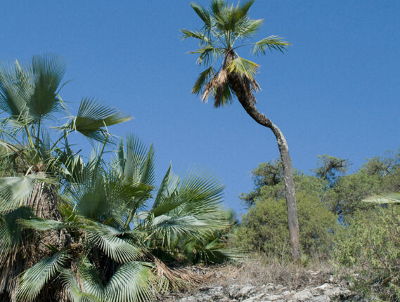 LA PALMA SOYATE, TEJIDO Y TRADICIÓN DE MÉXICO