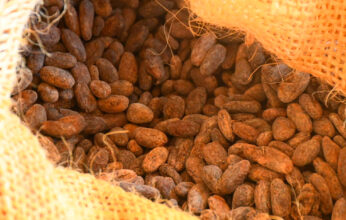 CADMIO EN ALIMENTOS