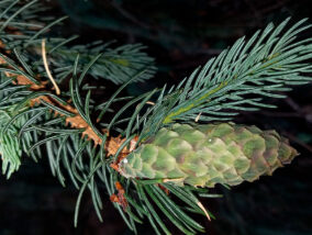 LA SOCIEDAD Y EL PROPÓSITO DE LOS BOTÁNICOS