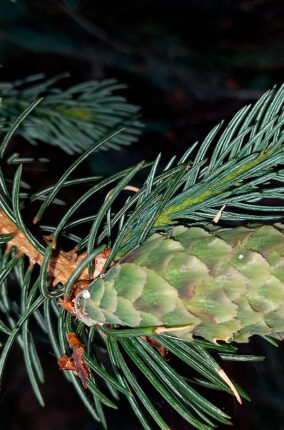 LA SOCIEDAD Y EL PROPÓSITO DE LOS BOTÁNICOS