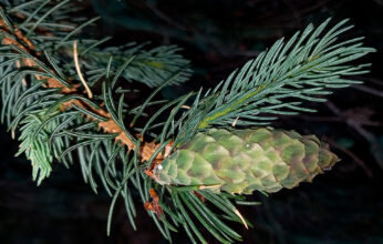 LA SOCIEDAD Y EL PROPÓSITO DE LOS BOTÁNICOS