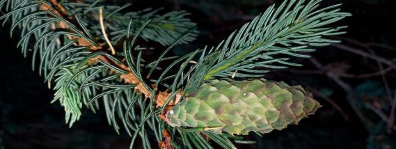 LA SOCIEDAD Y EL PROPÓSITO DE LOS BOTÁNICOS