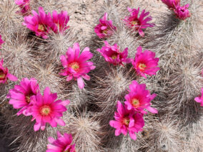 LA SOCIEDAD Y EL PROPÓSITO DE LOS BOTÁNICOS PARTE 2
