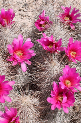 LA SOCIEDAD Y EL PROPÓSITO DE LOS BOTÁNICOS PARTE 2