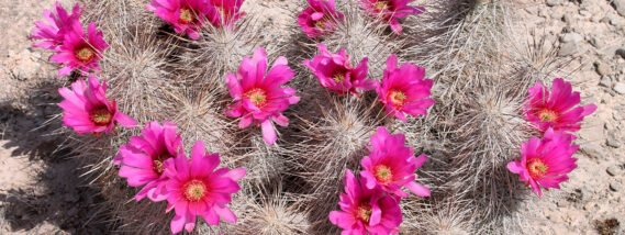 LA SOCIEDAD Y EL PROPÓSITO DE LOS BOTÁNICOS PARTE 2