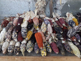 REDES DE INTERCAMBIO DE SEMILLAS CAMPESINAS