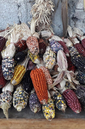 REDES DE INTERCAMBIO DE SEMILLAS CAMPESINAS