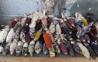 REDES DE INTERCAMBIO DE SEMILLAS CAMPESINAS