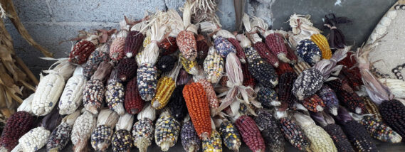 REDES DE INTERCAMBIO DE SEMILLAS CAMPESINAS