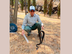 LA SERPIENTE EN EL ESCUDO NACIONAL